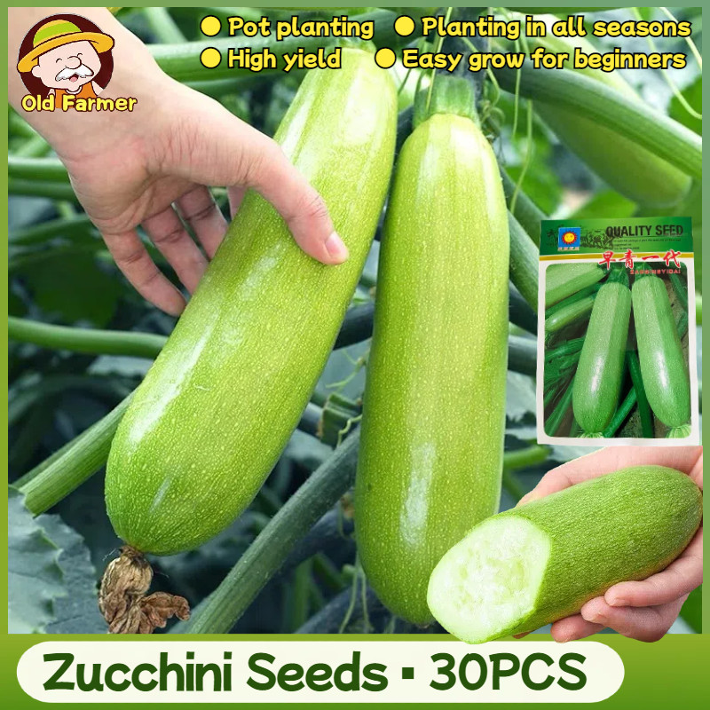 30เมล็ด/แพ็ค เมล็ดพันธุ์ ซูกินี F1 Organic Zucchini Seeds Bottle Gourd Seed Summer Squash Seeds Zucc