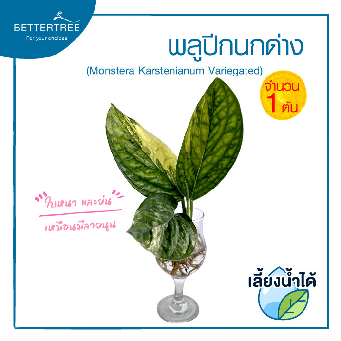 พลูปีกนกด่าง(จำนวน 1 ต้น) เลี้ยงน้ำได้ (Monstera karstenianum Variegated) ไม้เลี้ยงน้ำ ไม้ฟอกอากาศ