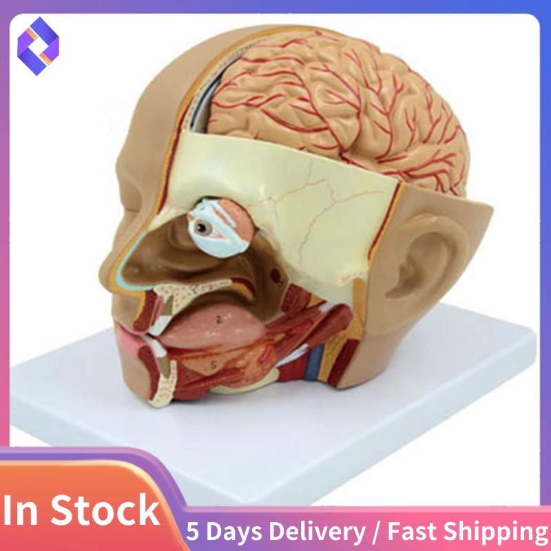 Human Head Anatomy Model Head สมองส่วน Anatomy สําหรับห้องเรียนวิทยาศาสตร์การศึกษาการเรียนรู้การสอนจ