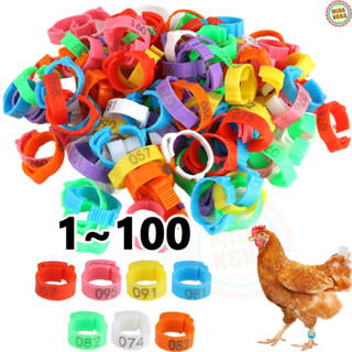 ปลอกขาไก่ ห่วงขาไก่ ห่วงขาไก่ชน อุปกรณ์เลี้ยงไก่ ถุง100ชิ้น …