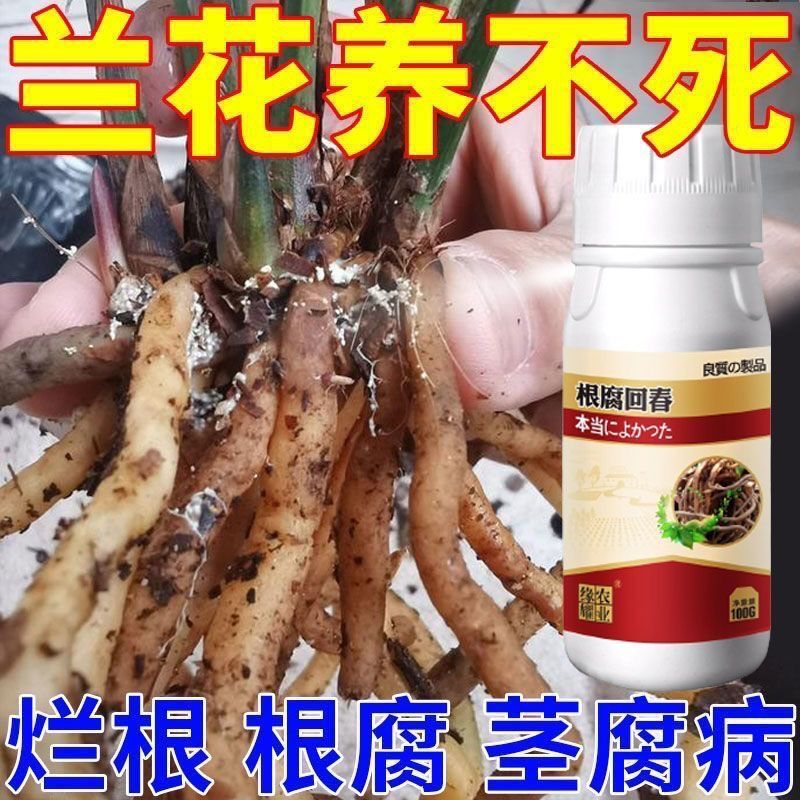 ขายร้อน Orchid Root] Root Root Root Root Root Dedicated Root Root Root Rejuvenating ที่ว่างเปล่า Roo
