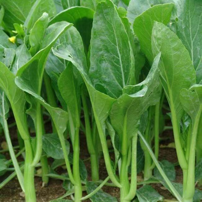 现货热卖四季甜菜心种子 迟花油青菜心香港四九菜芯早熟高产蔬菜种籽Four-season bok choy seeds, late-blooming oilseed green bok choy wit