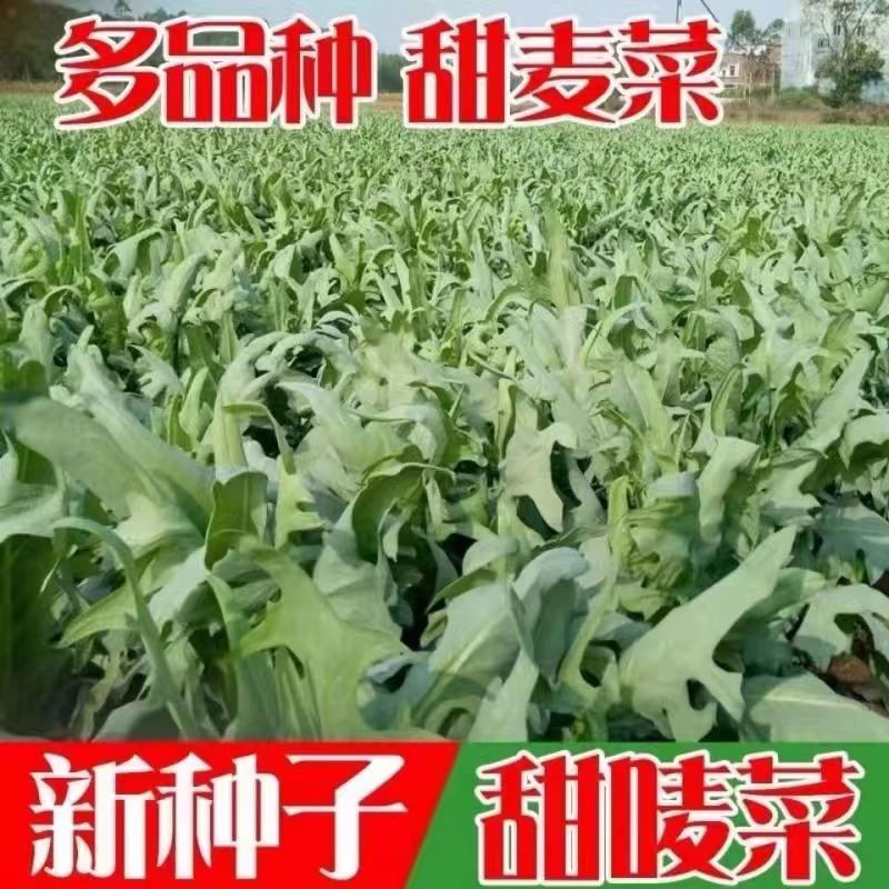 现货*开叉油麦菜种子四季花叶油麦菜种子开丫香油麦菜阳台盆栽蔬菜种孑Split-leaf lettuce seeds, four-season flowering-leaf lettuce seeds2