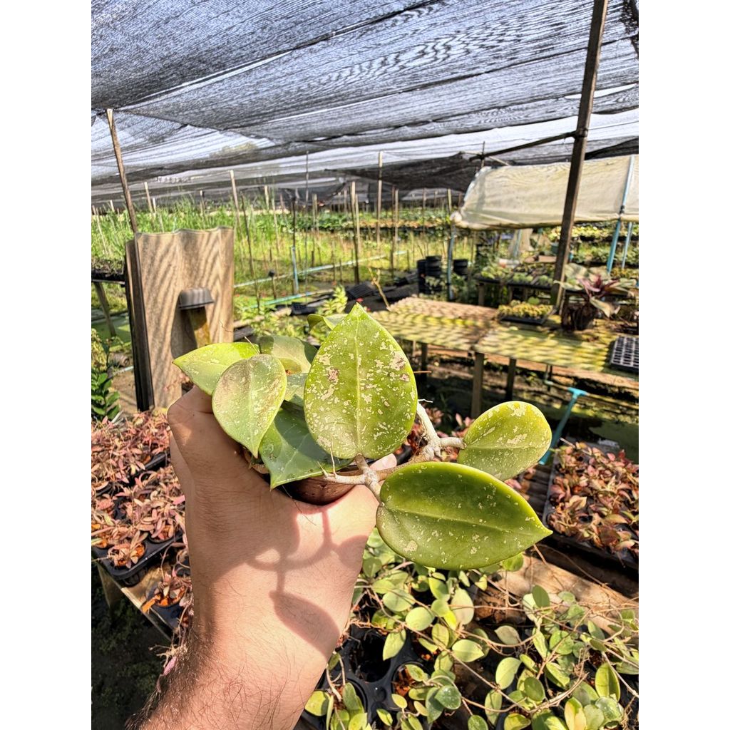 มุมมอง 3