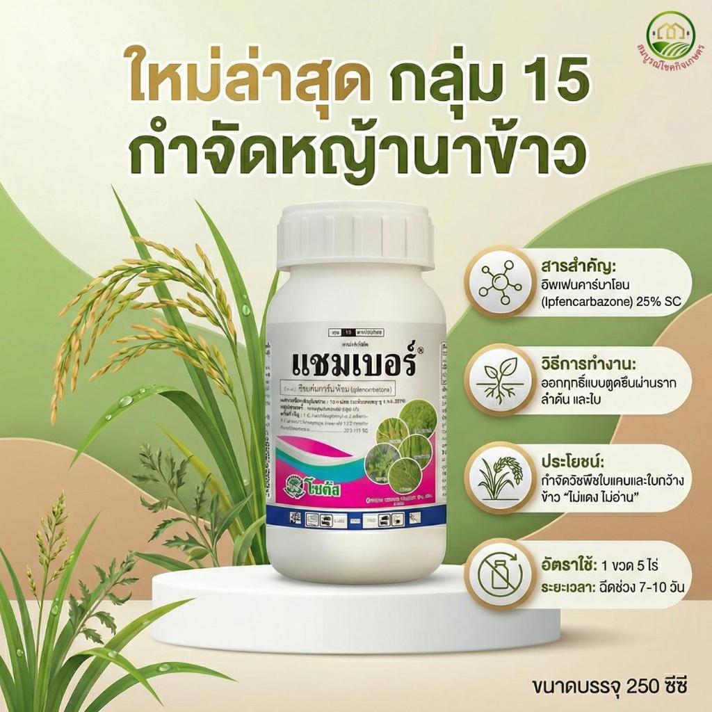 แชมเบอร์ อิพเฟนคาร์บาโซน โซตัส 250 ซีซี ตัวใหม่ล่าสุด!! กำจัดวัชพืชใบแคบ ใบกว้าง กก ปลอดภัยต่อข้าว ข้าวไม่แดงไม่อาน