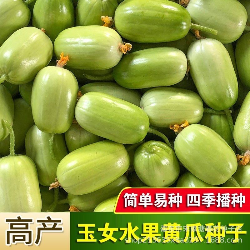 现货热卖迷你玉女黄瓜种青瓜刺小黄瓜种籽阳台盆栽玉女水果黄瓜Mini Jade Girl cucumber seeds, green cucumber with small thorns, cucumb