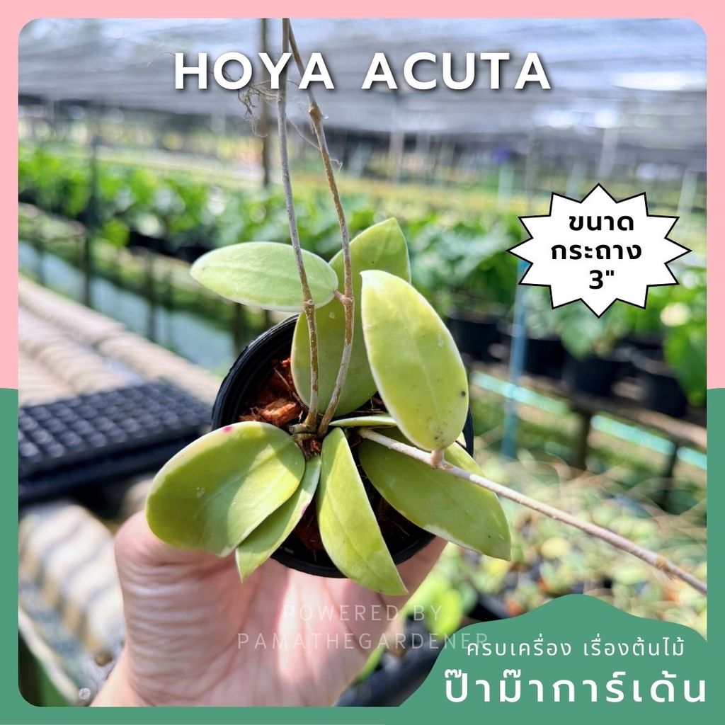 มุมมอง 6