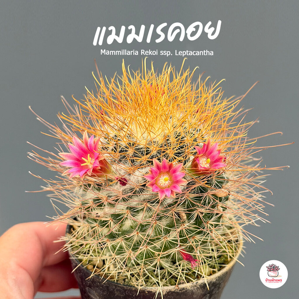 แมมเรคอย Mammillaria Rekoi ssp. Leptacantha แคคตัส กระบองเพชร cactus&succulent