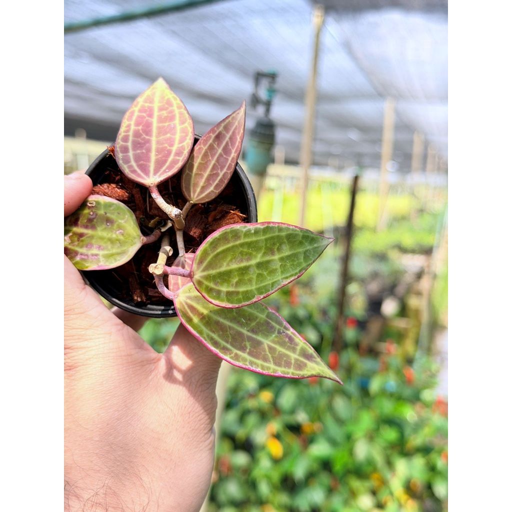 มุมมอง 2