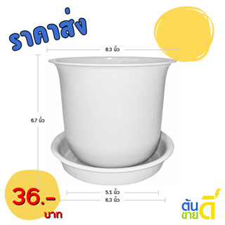 กระถาง กระถางต้นไม้ มินิมอล ถ้วยจีน+จาน ขนาด 8 นิ้ว สีขาว Bu…