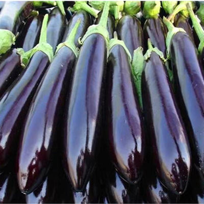 现货热卖绿把茄子种子中早熟杂交南北绿把黑宝长茄种籽茄子种Green Eggplant Seed Medium Early Mature Hybrid North-South Green Bars202