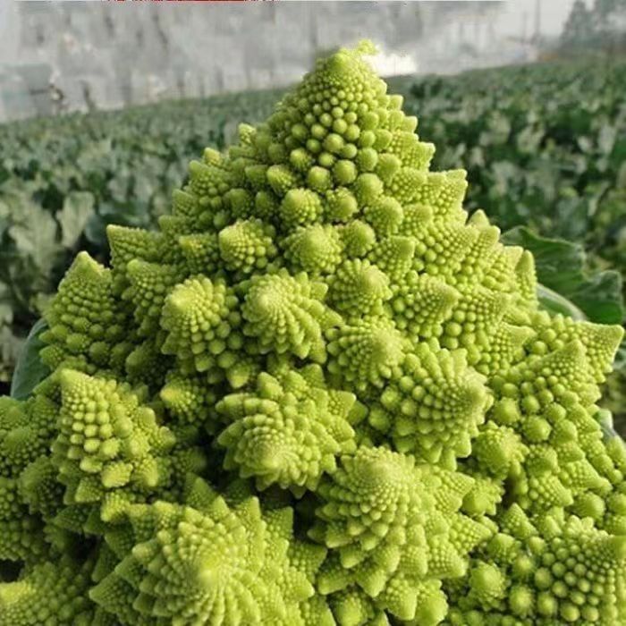 现货*宝塔花菜菜种子宝塔菜种子蔬菜种子菜籽阳台庭院种菜盆栽花菜Pagoda cauliflower seeds, pagoda vegetable seeds, vegetable seeds2026