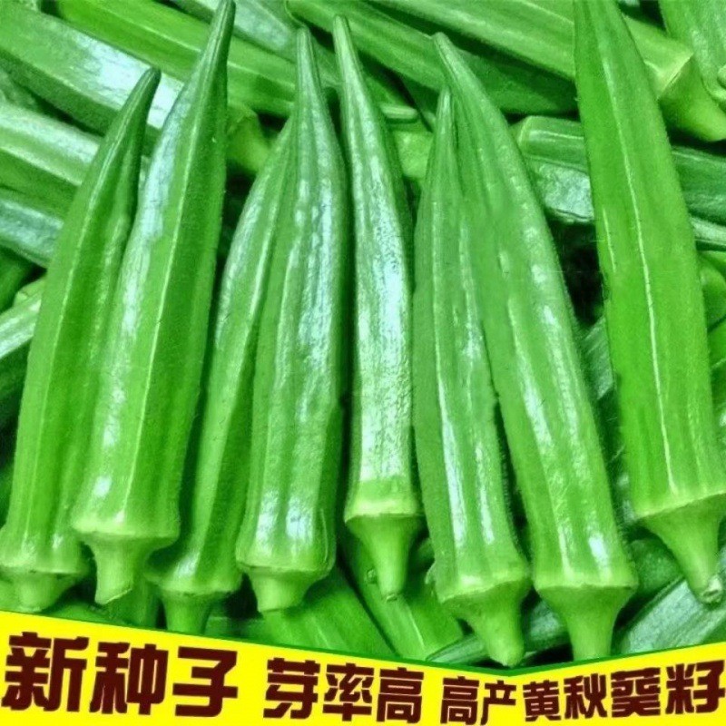 现货绿秋葵种籽四季播高产黄秋葵籽农家阳台庭院蔬菜种子Green okra seeds for four-season sowing, high-yield yellow okra seeds for 