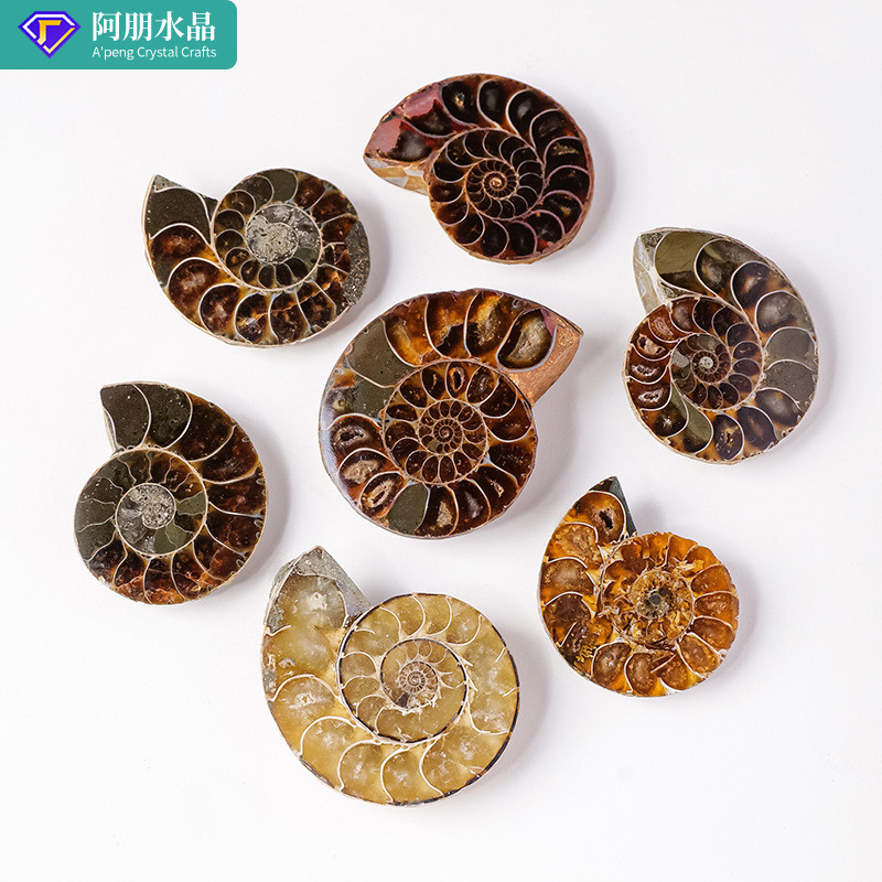 ธรรมชาติ Madagascar Conch Fossil ขนาดเล็กเปิดหอยทาก Ammonite Palo Fossil หินหยาบ Ore ตัวอย่าง