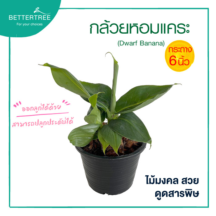 กล้วยหอมแคระ(กระถาง 6 นิ้ว) ไม้มงคล ไม้ฟอกาอากาศ Dwarf Banana