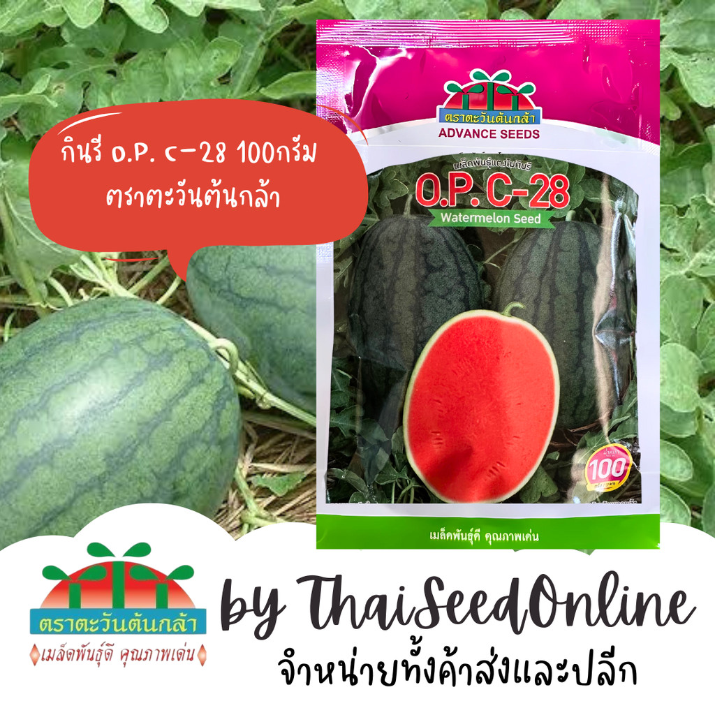 ADV Exp. 6/70 ซอง 100กรัม เมล็ดพันธุ์ แตงโมกินรี OP C-28 ตราตะวันต้นกล้า Watermelon