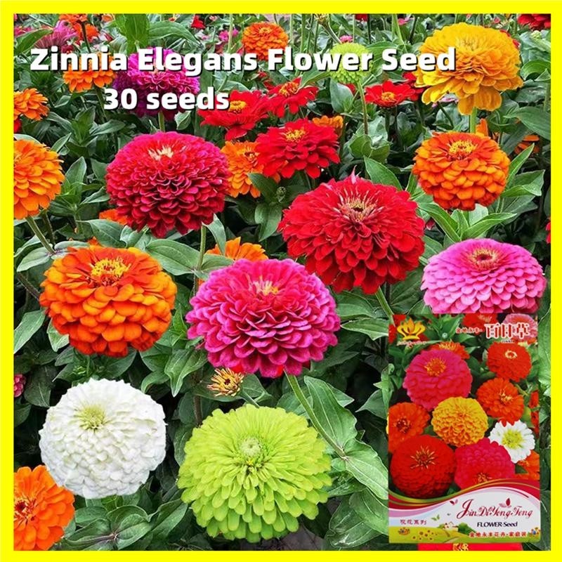 CE งอกง่าย 30เมล็ด เมล็ดพันธุ์ดอกบานชื่น กลีบซ้อน คละสี Zinnia Elegans Seeds Zinnia Flower Seeds for