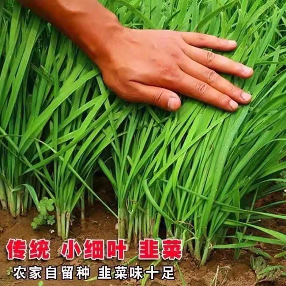 现货四季韭菜种子老品种小细叶韭菜籽本地紫根红根韭菜耐热耐寒四季播Four Seasons Leek Seeds Old Varieties Leek Seeds20260331