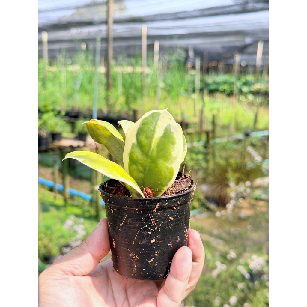 มุมมอง 2