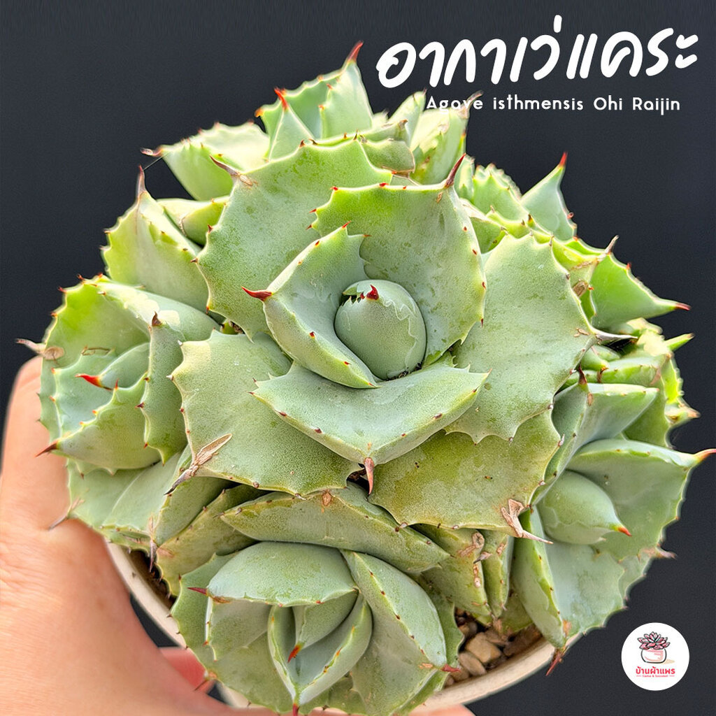 อากาเว่แคระ Agave isthmensis Ohi Raijin กระบองเพชร ไม้อวบน้ำ cactus&succulent หลากหลายสายพันธุ์