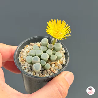 Fenestraria Aurantiaca ( Baby Toes ) ไม้อวบน้ำ กุหลาบหิน Cactus&Succulent หลากหลายสายพันธุ์