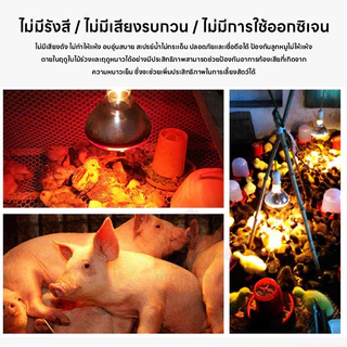 หลอดฟอินฟาเรดทำความร้อน หลอดไฟกกไก่ หลอดไฟกกนก กกหมู ป้องกันระเบิด ประหยัดพลังงาน ฟาร์มไก่ หมู แพะ