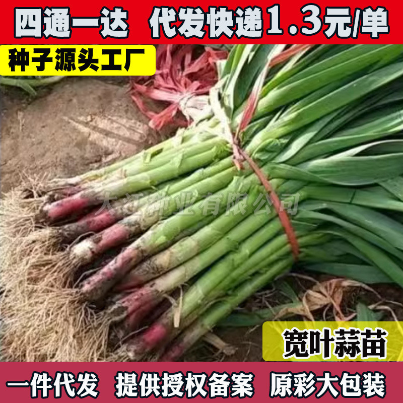 พร้อมสต็อก Fast Shipping Four Seasons Red Root Garlic Seeds Red Onion Onion Seeds Onion Seeds Onion 