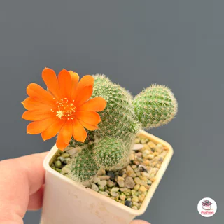 รีบูเทียเลื้อยดอกส้ม Rebutia Pulvinosa แคคตัส กระบองเพชร cactus&succulent