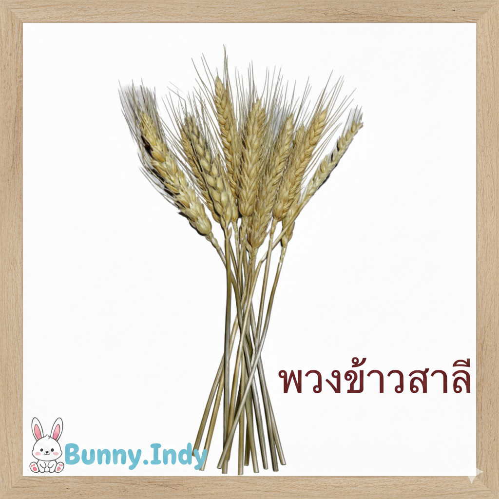 Bunny.indy ข้าวสาลี สำหรับ นก แฮมเตอร์ ขนมแฮมเตอร์ อาหารนก อาหารแฮมเตอร์