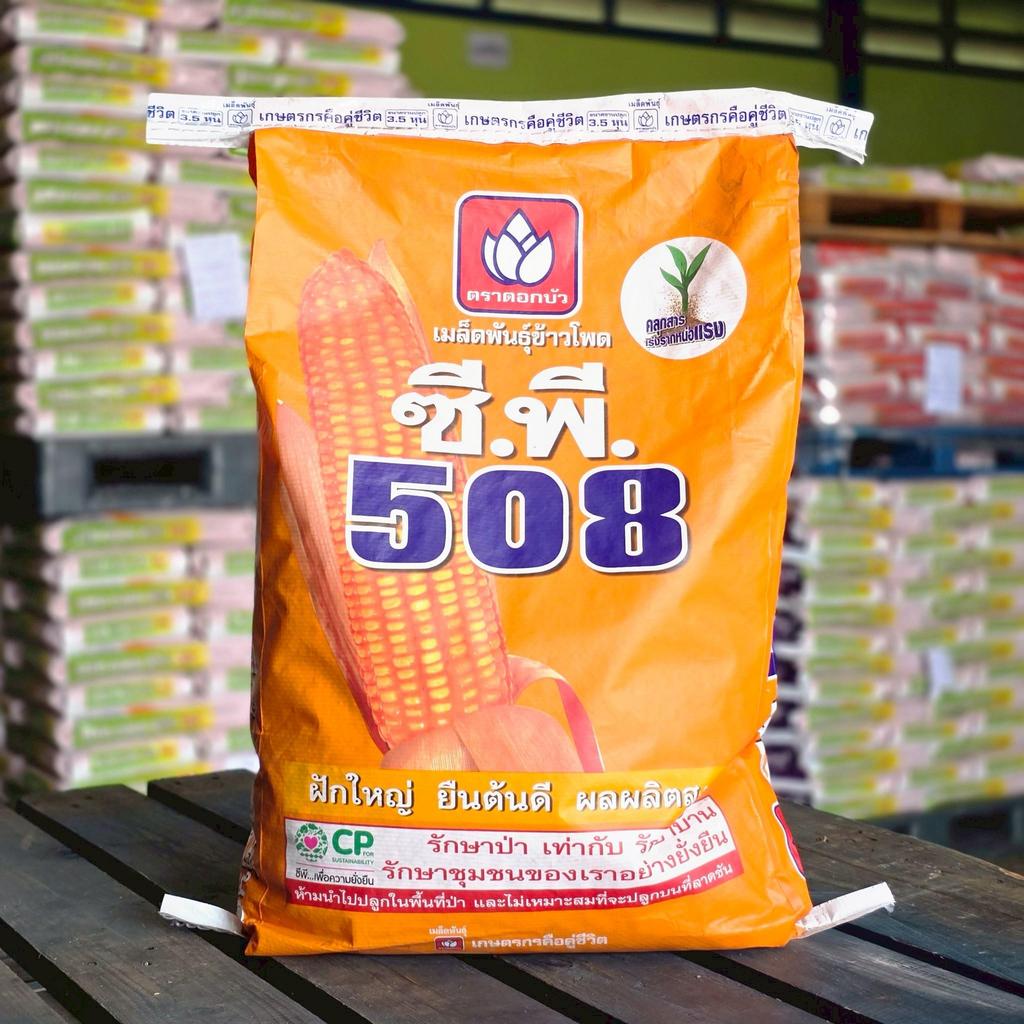 เมล็ดพันธุ์ข้าวโพดเลี้ยงสัตว์ ซีพี508 CP 10kg. ขนาด 3.5หุน ฝักใหญ่ ยืนต้นดี ผลผลิตสูง