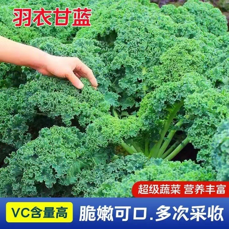 现货热卖羽衣甘蓝种子羽叶甘蓝种子阳台盆栽易种四季可播耐寒蔬菜种子Kale seeds, frilly kale seeds, balcony pot20260322