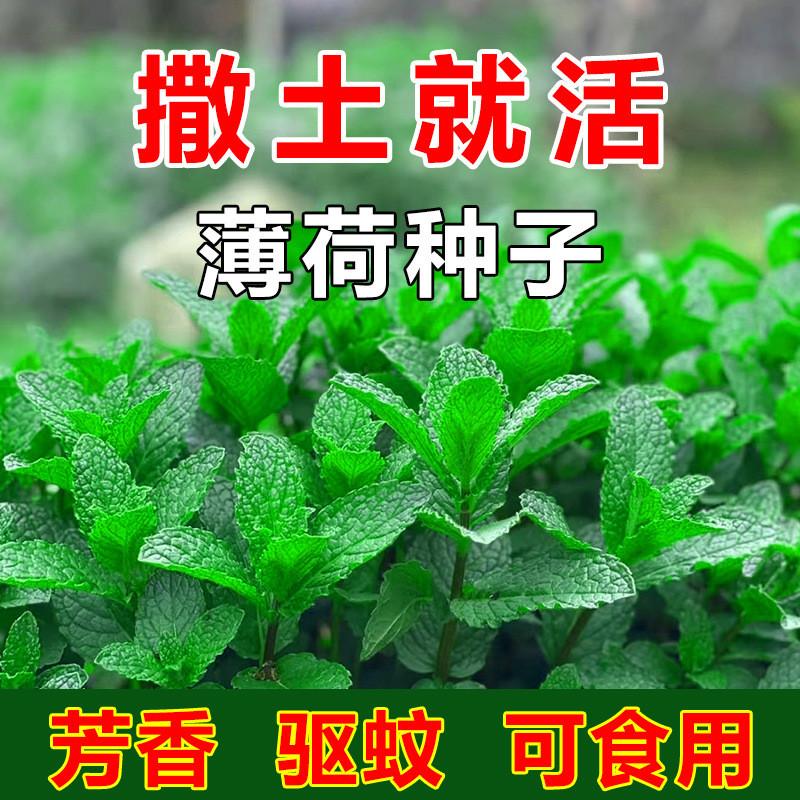 现货*可食用薄荷种子留兰香柠檬苗猫薄荷四季播种室内阳台盆栽驱蚊植物Edible mint seeds, spearmint, lemon balm, catnip.20260324