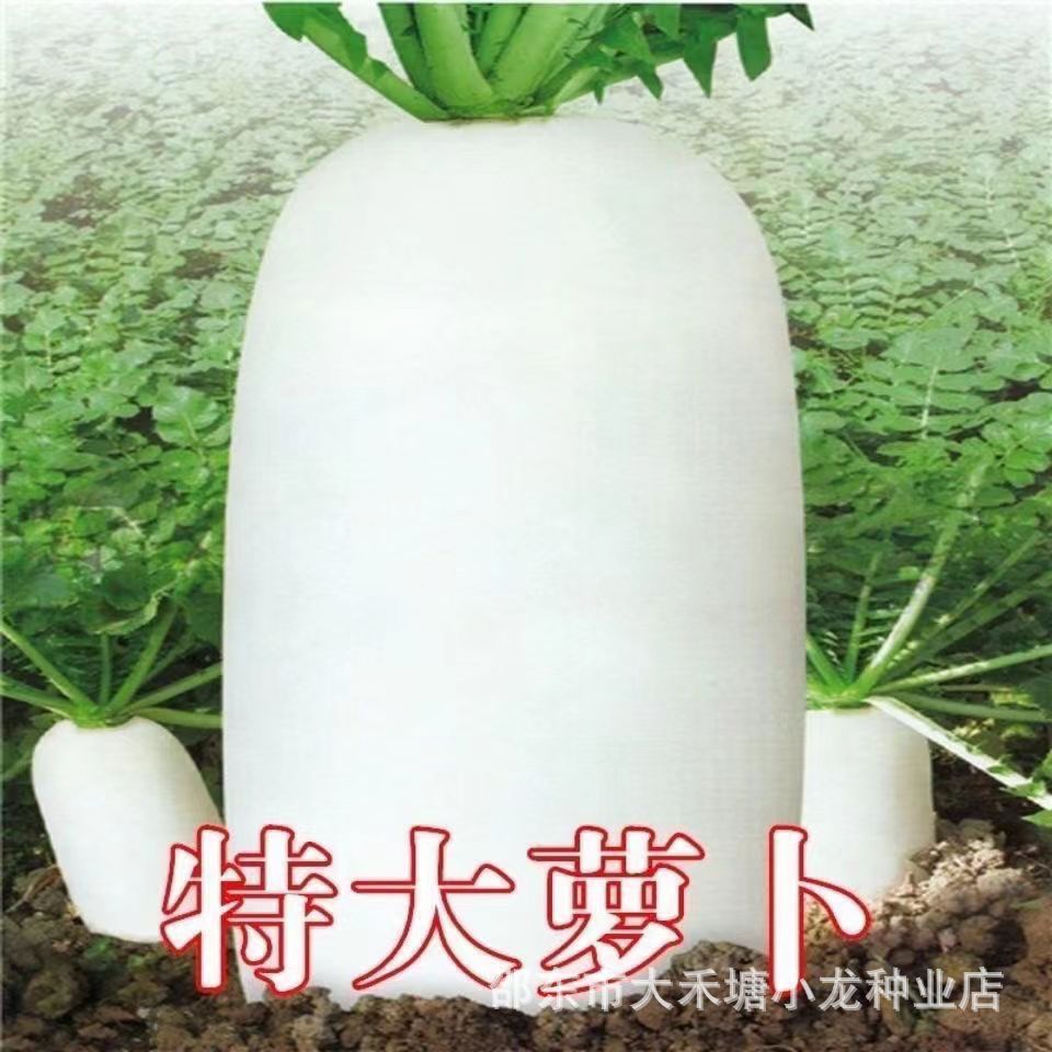 现货十斤大萝卜种子高产特大白萝卜籽春不老萝卜四季蔬菜10-jin bag of high-yield, extra-large white radish seeds20260328