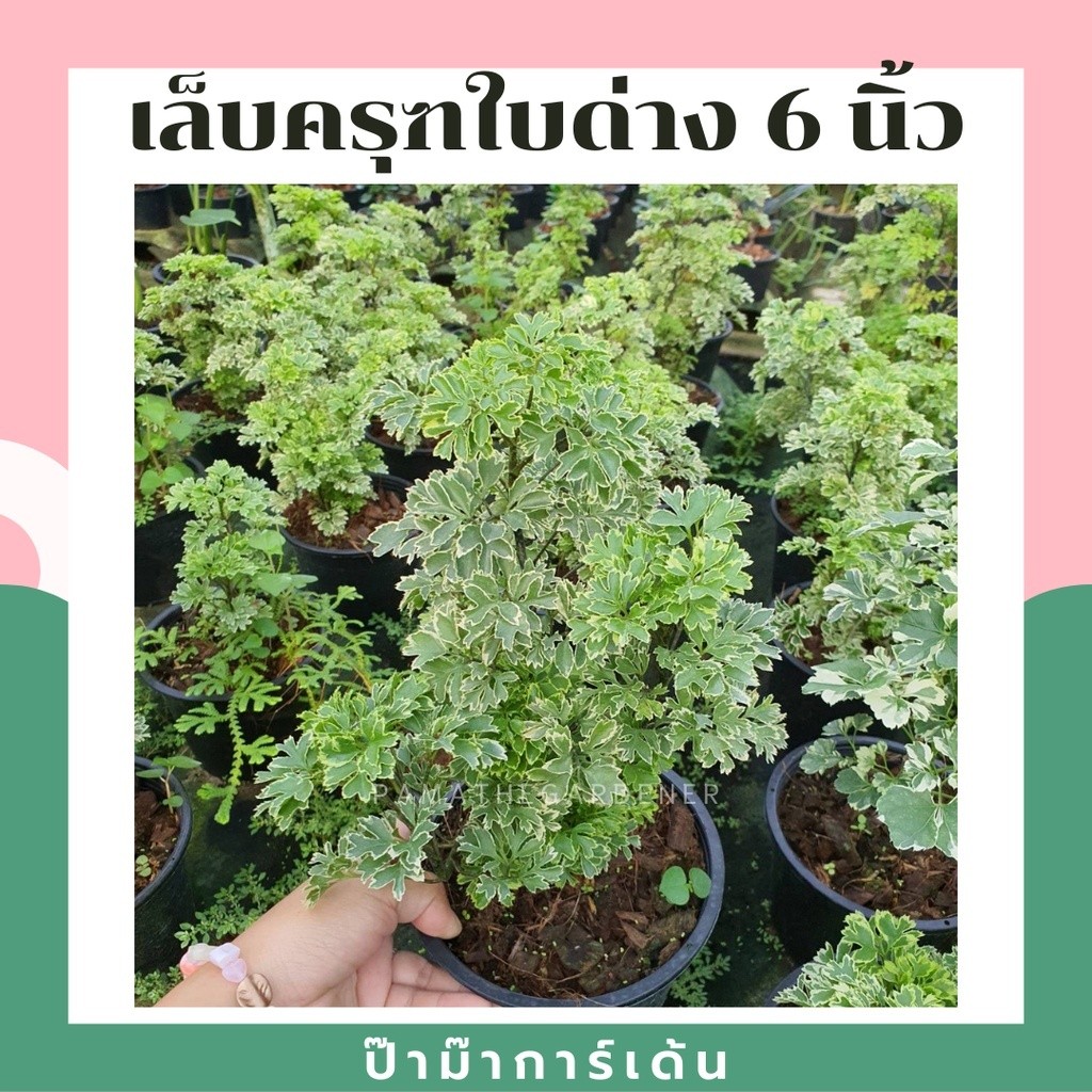 มุมมอง 3