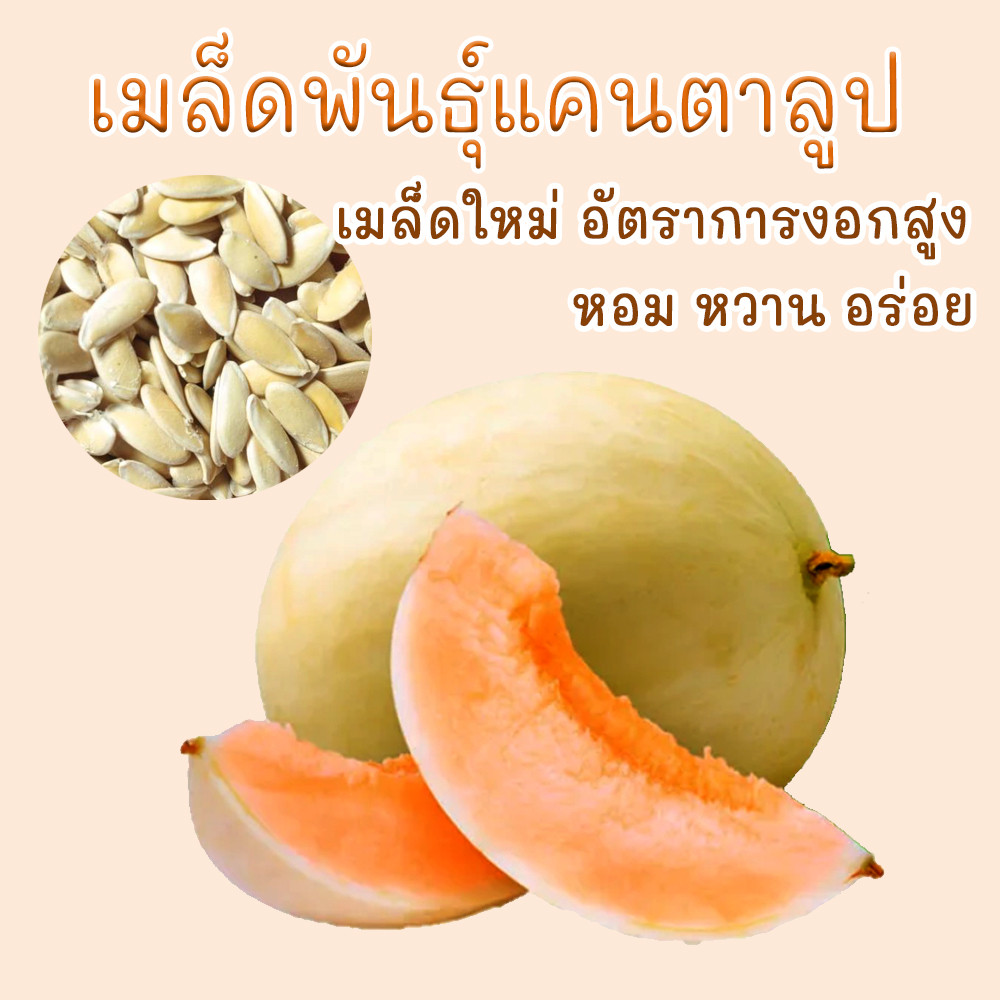 เมล็ดพันธุ์แคนตาลูป ซันเลดี้ 10 เมล็ด รูปที่ 5