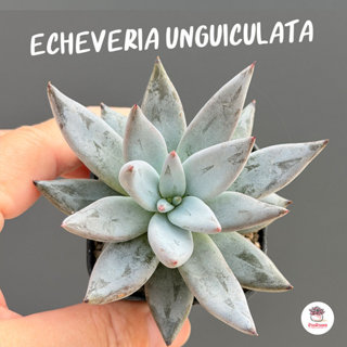 Echeveria unguiculata ไม้อวบน้ำ กุหลาบหิน cactus&succulentหล…