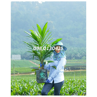 ต้นกล้าปาล์ม, พันธุ์ปาล์ม ยูนิวานิช ( Univanich )⭐⭐⭐⭐⭐ โทร 0…
