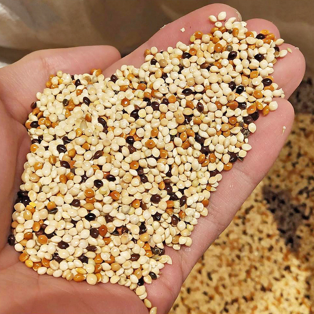 มิลเล็ตสามสี 900g. Millet อาหารนกแก้ว ธัญพืชนก อาหารเม็ดนกเล็ก อาหารนกเขาเล็ก มิลเลต3สี