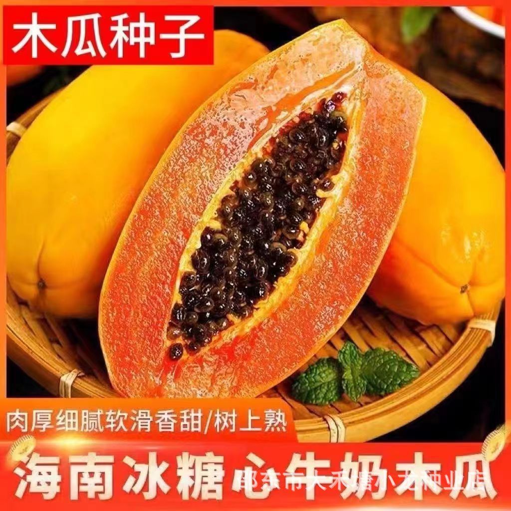 现货热卖奶油木瓜种子薄皮冰糖心牛奶木瓜籽阳台庭院盆栽四季水果种子大全Creamy papaya seeds, thin skin, rock-sugar heart, milk papaya20260