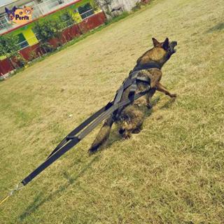 ผลประโยชน์ สุนัขน้ําหนักดึงสายรัดการฝึกอบรมเกียร์ฉุดสายจูง ก…