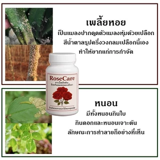 ป้องกันแมลง เพลี้ยไฟ ไรแดง ยาฝังดิน 200เม็ด ไรเชื้อรา ต้านทานโรค ออกฤิทธิ์ 1 เดือน ใช้กับพืชได้ทุกชนิด กุหลาบ กล้วยไม้