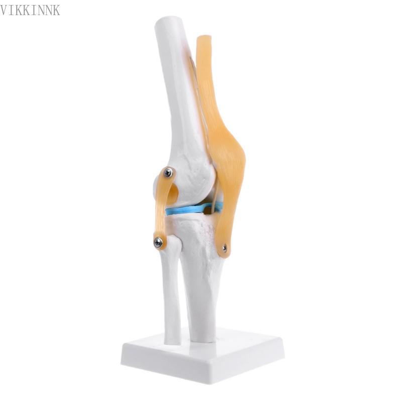 VIKK Human Anatomical Knee Joint ยืดหยุ่นโครงกระดูกรุ่น Medical Learning Aid Anatomy