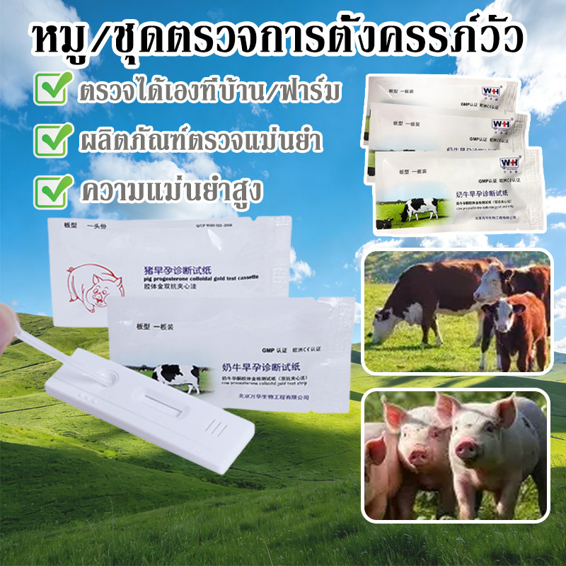 COD ชุดตรวจการตั้งครรภ์วัว ทดสอบการตั้งครรภ์สุกร ที่ตรวจตั้งครรภ์วัว แผ่นตรวจท้องหมู แม่นยำถูกต้อง เหมาะสำหรับฟาร์ม