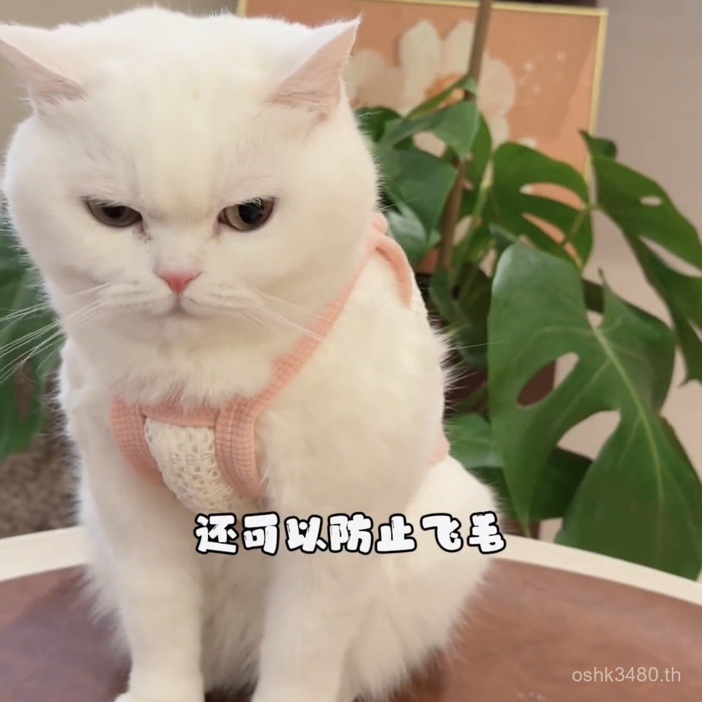 ขนสัตว์ Anti-Muppet Golden English Blue Vest Gradient Cat เสื้อผ้าบางชั้นเสื้อกั๊กสั้น Gradient Cat 