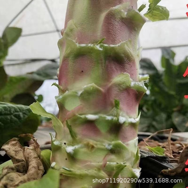 现货热卖挂丝红莴笋种子脆香红莴笋春夏四季播种庭院阳台盆栽农家蔬菜种子Hanging silk red lettuce seeds crisp red lettuce spring and summer