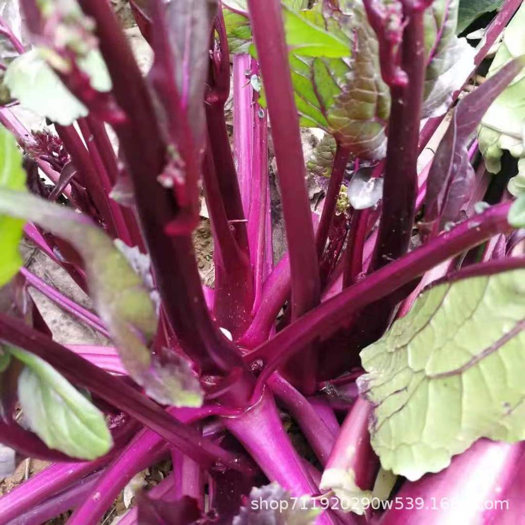 现货热卖十月红菜苔种子紫菜苔种子阳台盆栽蔬菜种子菜心丰产易种子October red mustard greens seeds, purple mustard greens seeds, balcon