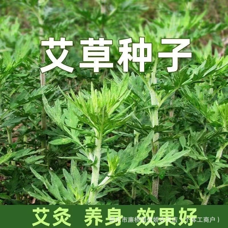 现货*艾草种子食用用驱蚊草艾叶种籽野生大小叶艾蒿青蒿种植四季驱蚊Mugwort seeds, edible, for mosquito-repelling plants; mugwort leaf seeds, wild.20260324