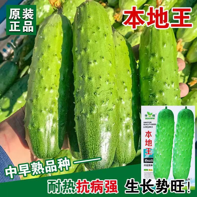 现货*本地黄瓜种子四季春季老品种阳台农家夏季本地花青大吊瓜蔬菜Local cucumber seeds, four-season, spring variety, for balconies.2026