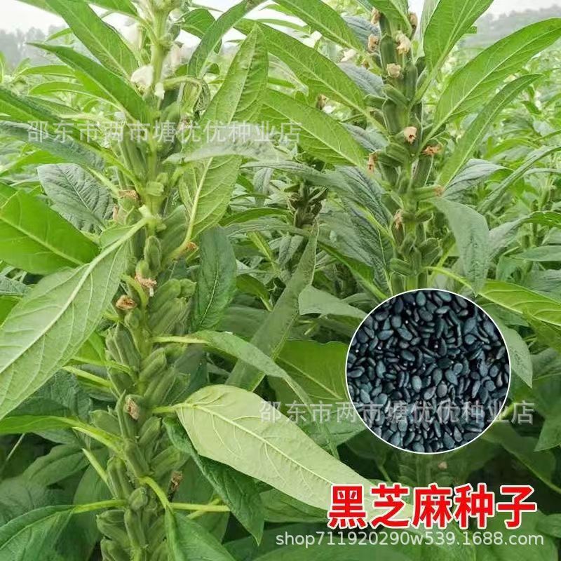 现货黑芝麻种子纯黑种子丰产优质黑芝麻糊蔬菜种子四季黑芝麻种籽Black sesame seeds, pure black variety, high-yield and high-quality bl