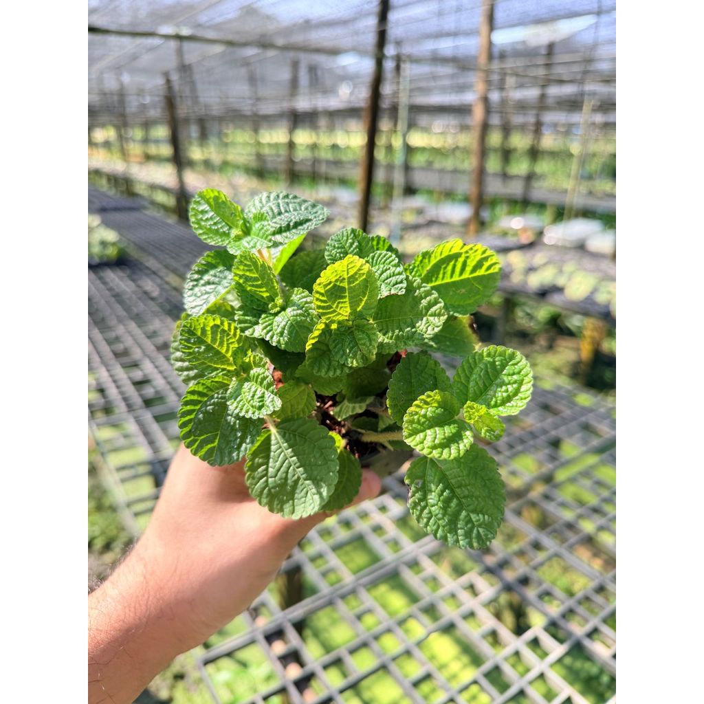 มุมมอง 3